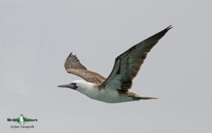 Pelagic birding trips