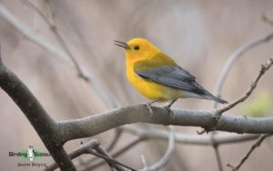 North American birding galleries