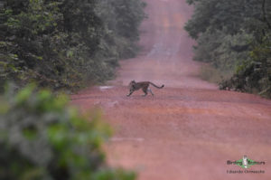 Guyana birding