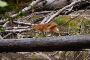 Guyana birding