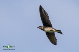 North American birding galleries