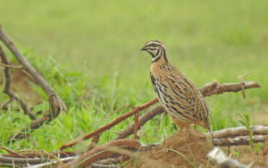 Rajasthan birding tours