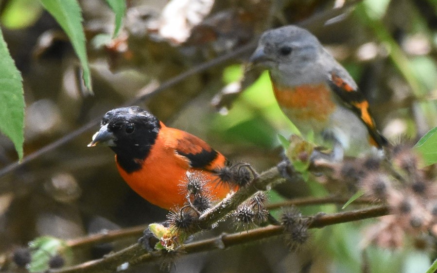 Guyana birding tours