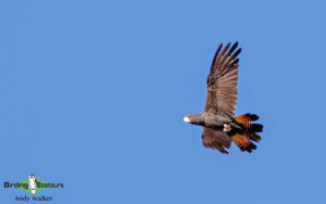 Australasia birding galleries