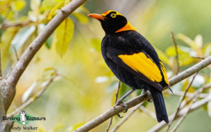 Australasia birding galleries