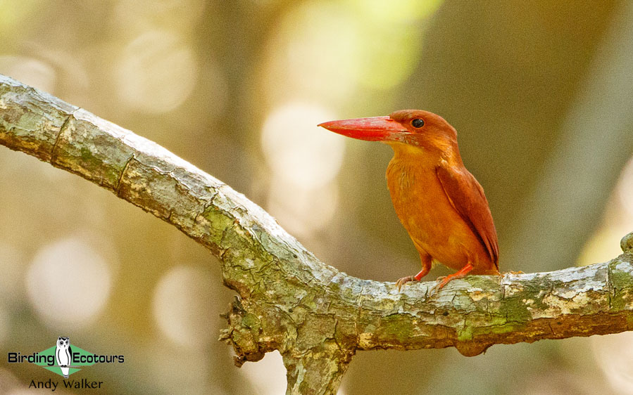 Andaman islands birding tours