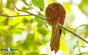Guyana birding