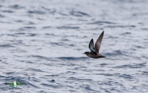 Pelagic birding trips