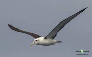 Pelagic birding trips