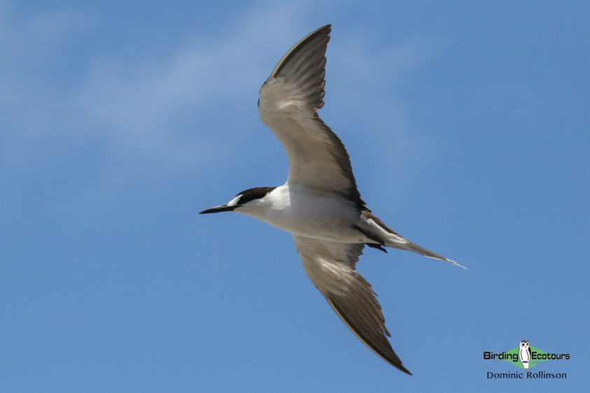 North American Birding Tours Birding Ecotours