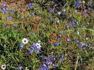 South African botanical tours