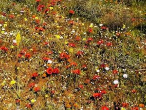 South African botanical tours