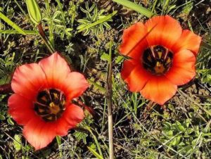 South African botanical tours