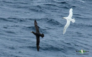 Pelagic birding trips