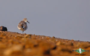 Birds of the World