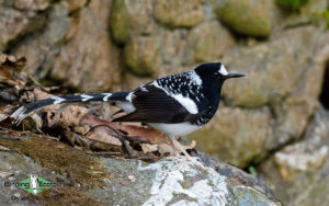 Indian Subcontinent birding