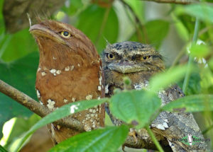 Indian Subcontinent birding