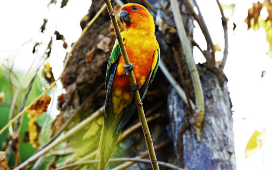 Guyana birding