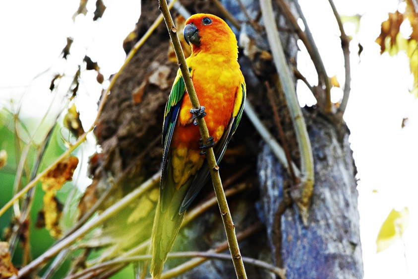 Guyana birding