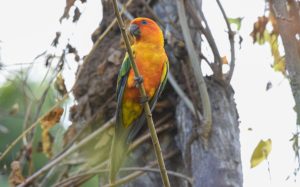 Guyana birding tours