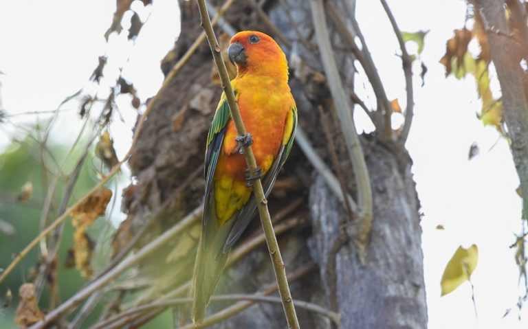 birding tours guyana