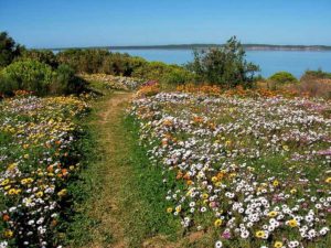 South African botanical tours