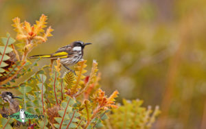 Australasia birding galleries
