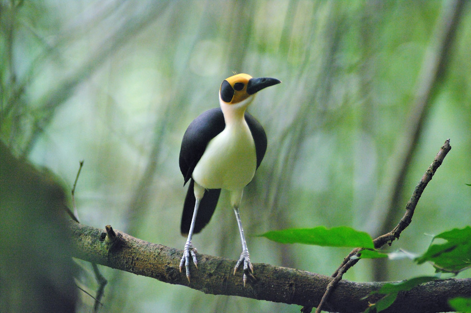 Africa birding galleries