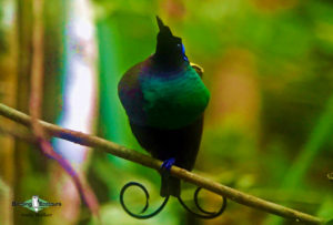 Australasia birding galleries