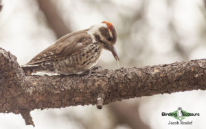 Arizona birding tours