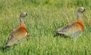 Ushuaia birding tours