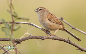 Arizona birding tours