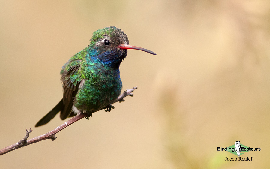 Arizona birding tours