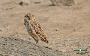 Puerto Madryn and Valdés Peninsula birding tour