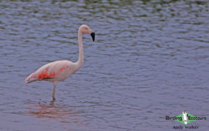 Puerto Madryn and Valdés Peninsula birding tour