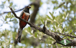 Southeast Arizona birding tours