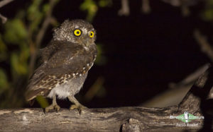 Arizona birding tours