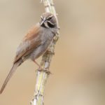 Arizona birding tours