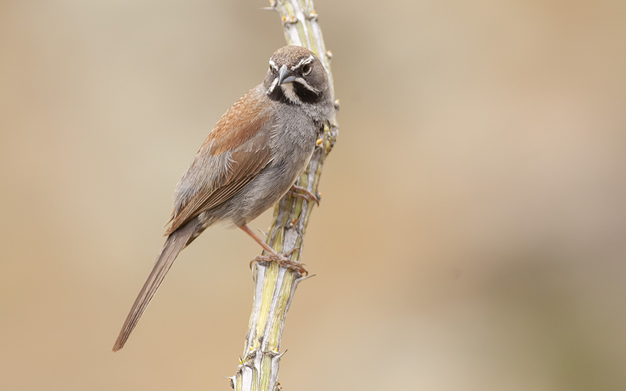 Arizona birding tours