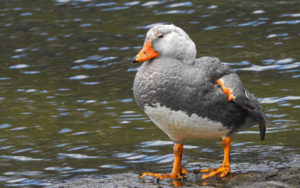 Ushuaia birding tours