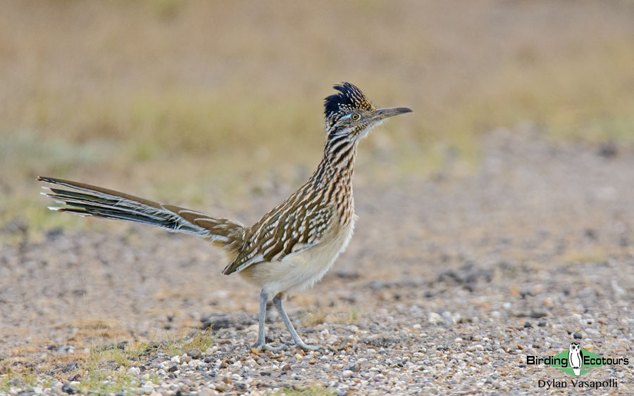 Arizona birding tours