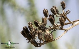 Southeast Arizona birding tours