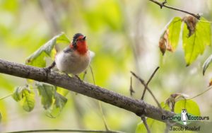 Southeast Arizona birding tours