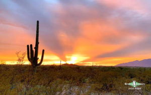 Arizona birding tours