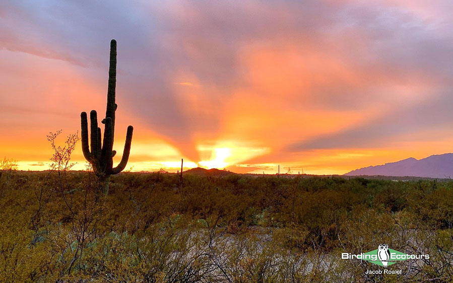 Arizona birding tours