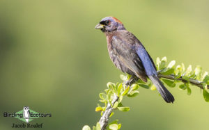 Southeast Arizona birding tours