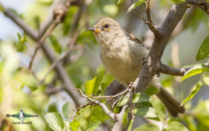 Arizona birding tours