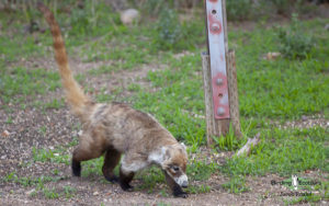 Arizona birding tours