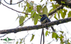 Panama birding escape