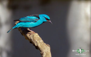 Panama birding escape